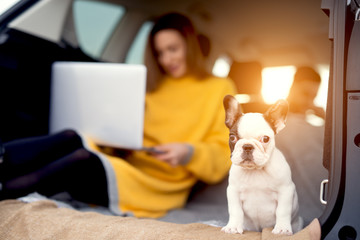 Closeup of puppy sitting in car trunk and looking straight.