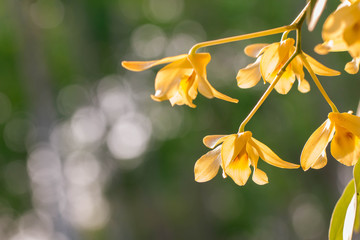 A bouquet of yellow orchids blooming on a green backdrop.