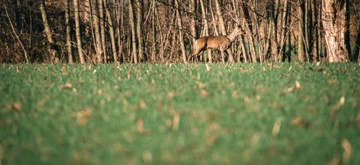 Papier Peint photo autocollant Cerf Chevreuil mâle marchant dans l& 39 herbe le long des arbres.