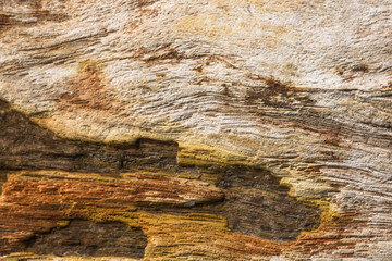 close up Petrified wood texture