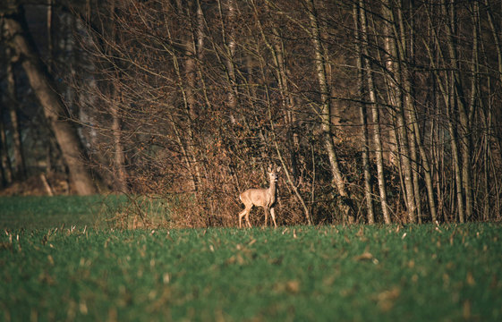 Alert roe buck with bark antlers standing near bushes.
