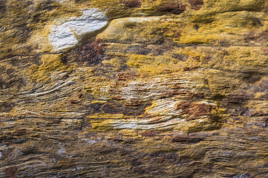 Close Up Petrified Wood Texture