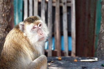 Funny Monkey Portrait