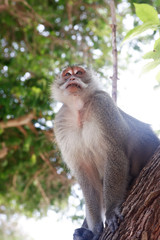 Old Monkey Portrait