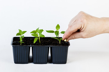 The hands of a farmer giving fertilizer to young green plants. on white isolated background.