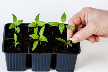 The hands of a farmer giving fertilizer to young green plants. on white isolated background.