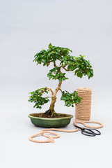 Bonsai on a light gray background with scissors to care for indoor plants.