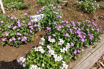 春の花壇
