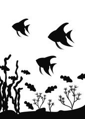 Aquarium fishes of a scalar and fish-clowns float near seaweed. Vector silhouette