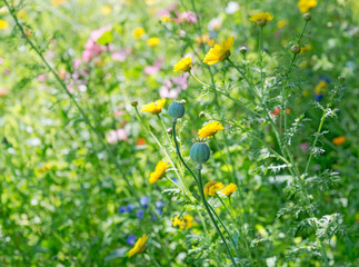Poppy heads in wild flowers meadow