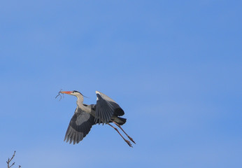 Airone cenerino in volo