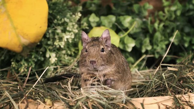 Small degu standing on hind legs in the woods
