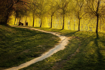 Alley in a park with beautiful curtain of willow in background