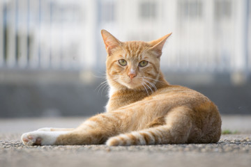 猫 茶トラ