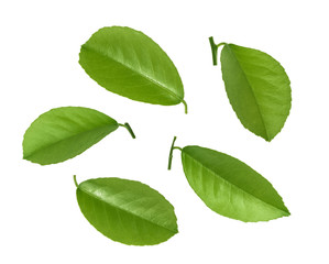 Fototapeta na wymiar Citrus leaves isolated on white background