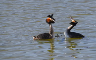 Coppia di svasso maggiore sul lago in corteggiamento