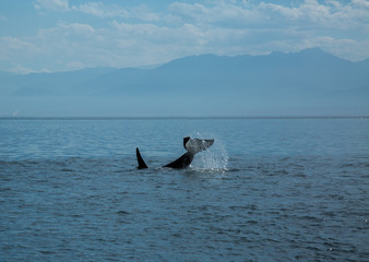 Fototapeta premium Killer Whale, Annacortes Washington