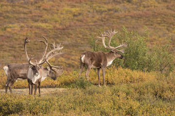 Barren Ground Caribou Bulls in Velvet
