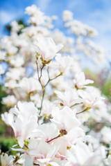 Blooming white magnolia in spring park. Floral background