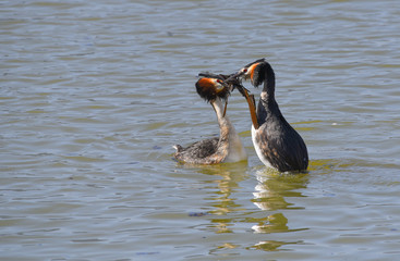 Coppia di svasso maggiore in corteggiamento sul lago in primavera