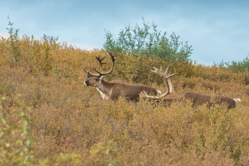 Barren Ground Caribou Bulls in Velvet
