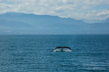 Humpback Whale, Annacortes Washington