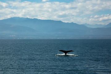 Humpback Whale, Annacortes Washington