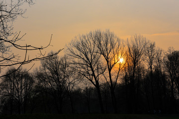 Fototapeta na wymiar Tramonto serale con cielo arancione che si vede attraverso gli alberi