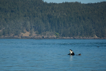 Killer Whale, Annacortes Washington © Jennifer