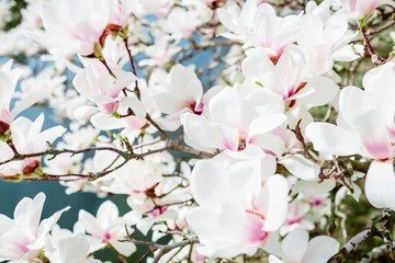 Fototapety  Floral background. Blooming white magnolia in park.