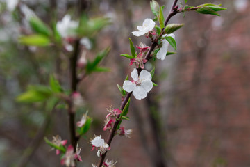 Bloom of white flower on green bush