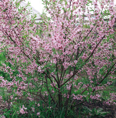 Bloom of almont nut on green bush