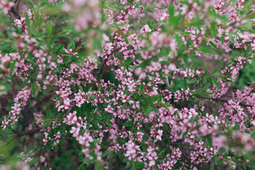 Bloom of almont nut on green bush