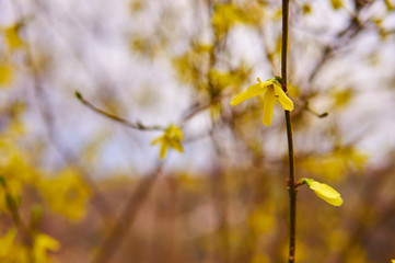 Forsythia, early spring yellow flower.