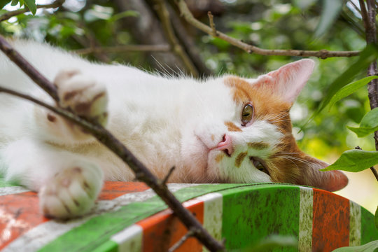 「猫 横」の写真素材 | 2,141件の無料イラスト画像 | Adobe Stock