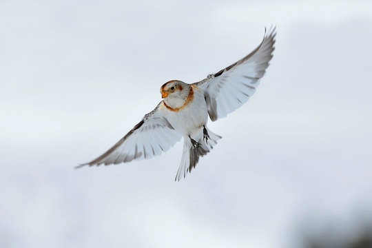 Europe,Italy,Verona,Monti Lessini..Zigolo delle nevi ( Plectrophenax nivalis )