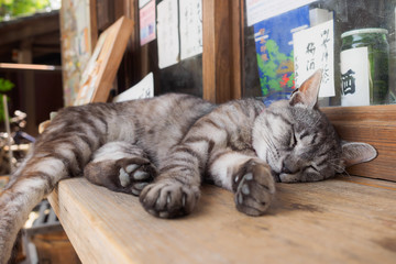 眠る猫