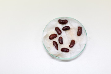Black beans seeds on the petri dish for education in the classroom.