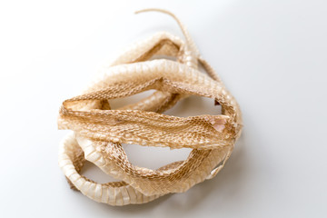 Shedded snake skin for education in the classroom.