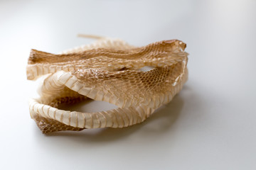 Shedded snake skin for education in the classroom.