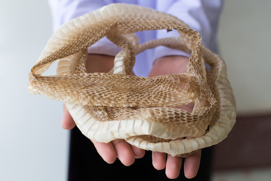 Shedded snake skin for education in the classroom.