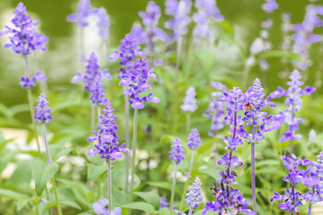 Naklejka premium Closeup blue salvia flower meadow in the garden
