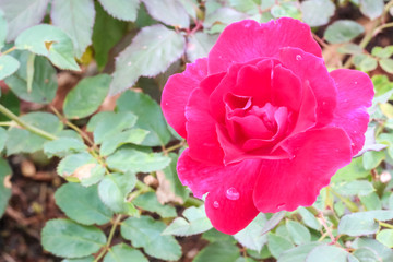 Close up single simple of red rose in the garden