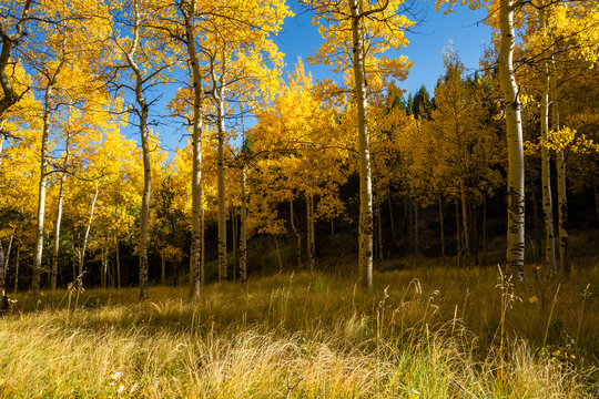 Aspens In Fall, Pikes Peak Colorado