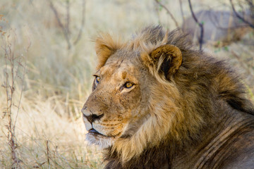 Adult Male Lion- Africa