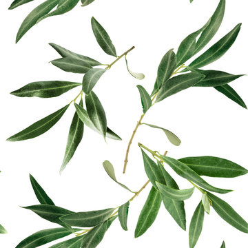 Seamless pattern with olive tree branches on white