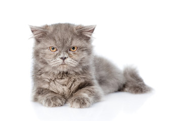 Scottish highlander cat looking at camera. isolated on white background