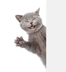 Zelfklevend Fotobehang Gelukkige kat gluurt achter een spandoek vandaan en zwaait met zijn poot. geïsoleerd op witte achtergrond © Ermolaev Alexandr