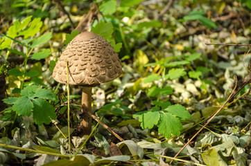 mushroom toadstool