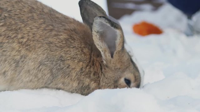 Two rabbits sitting in snow eating cabbage outdoors in park. On foreground brown hare with black eyes, white and grey rabbit eat leaves. family come to nature walk feed animals. Fluffy funny bunny